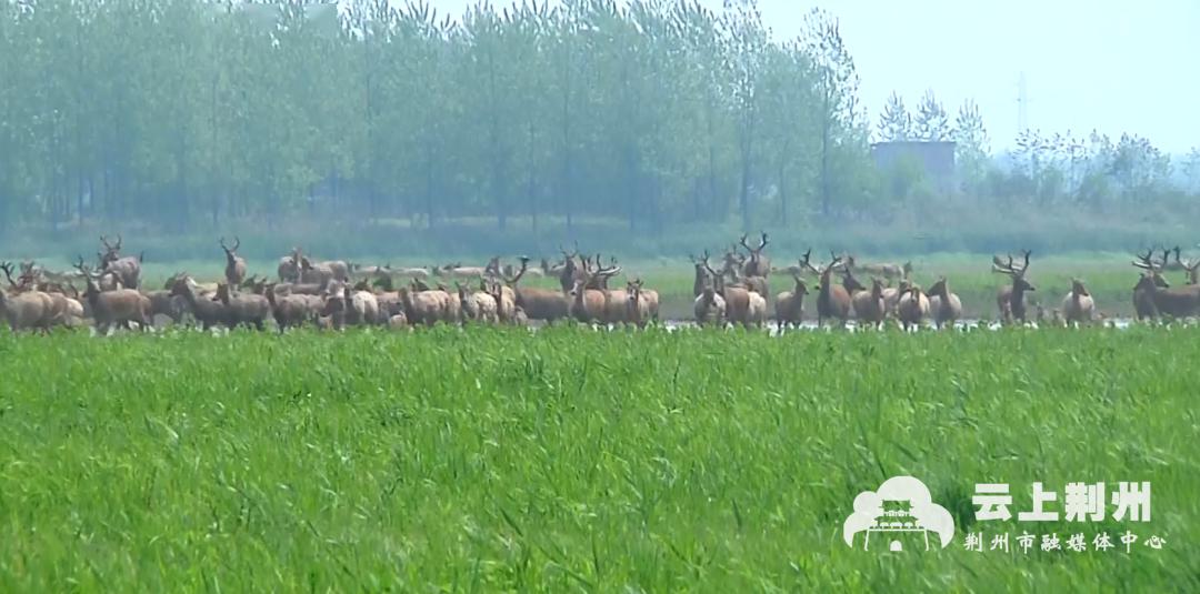 石首市有多少人口_石首市久合垸乡图片(2)