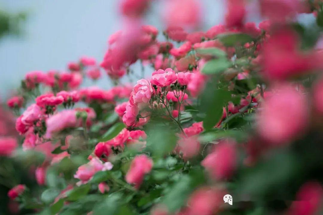 高坪端(第二集合点)---下中坝湿地公园---都京镇---澜岭江花玫瑰园