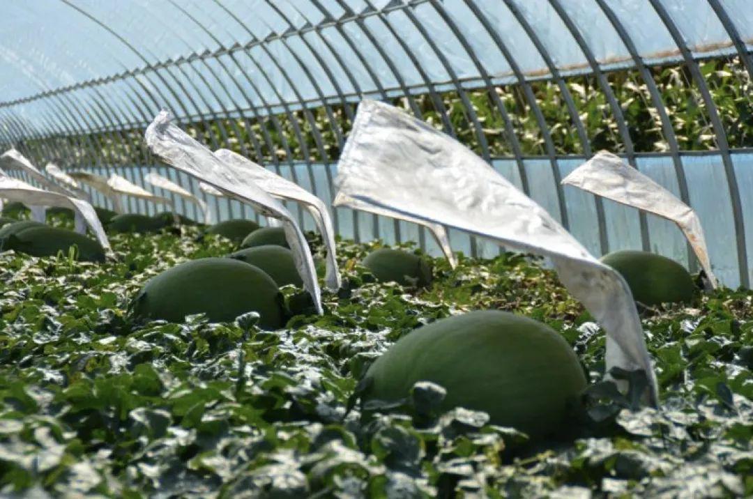 1个西瓜曾卖出5.1万元！揭秘"瓜王"...