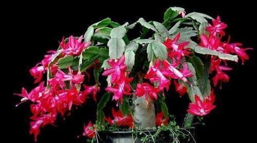 几月份嫁接蟹爪兰成活 fd1db9a6bb554ba0956eb9b07ebb5232.jpeg