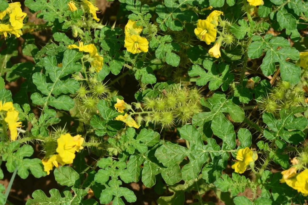 茄科黄花刺茄( solanum rostratum),入侵种,原产于北美.