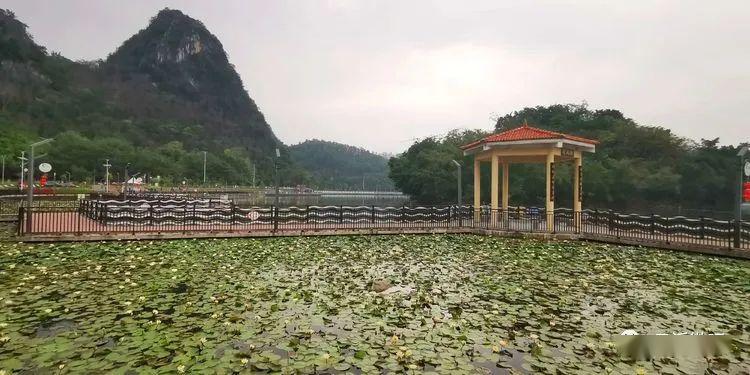 云浮蟠龙天湖睡莲山色湖光与睡莲相映成趣增添极佳景致