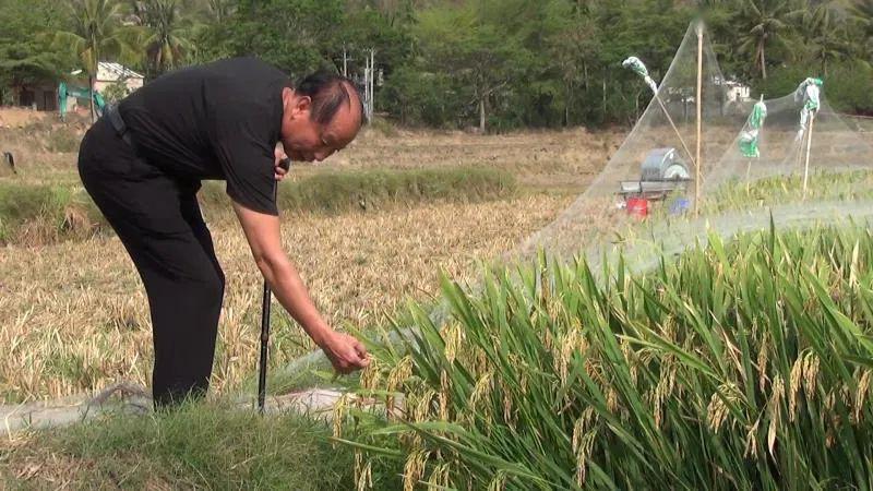 亩产最高超2000公斤_水稻