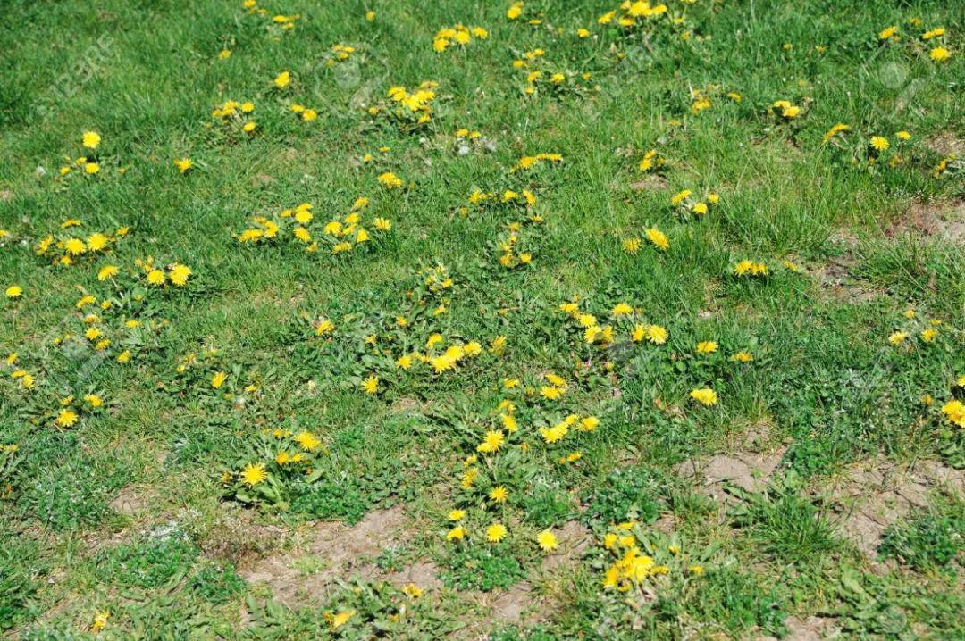 一旦长满蒲公英,草地就毁了夏天的时候,得注意杀虫,要不然虫子在地