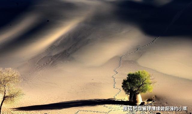 管理情绪做倔强的小草:假如时光倒流,那个人,你最想对