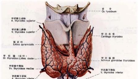 肾结石是因为什么原因得的 0c123d61a4844043b7b945cb0b70acca.jpeg