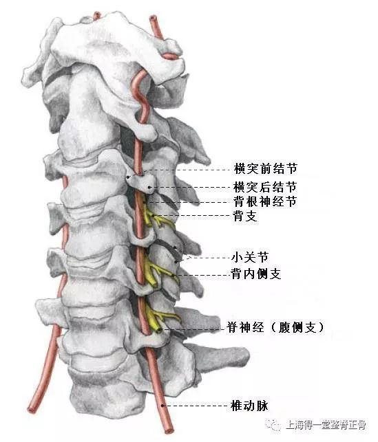 头晕头痛与颈椎的故事