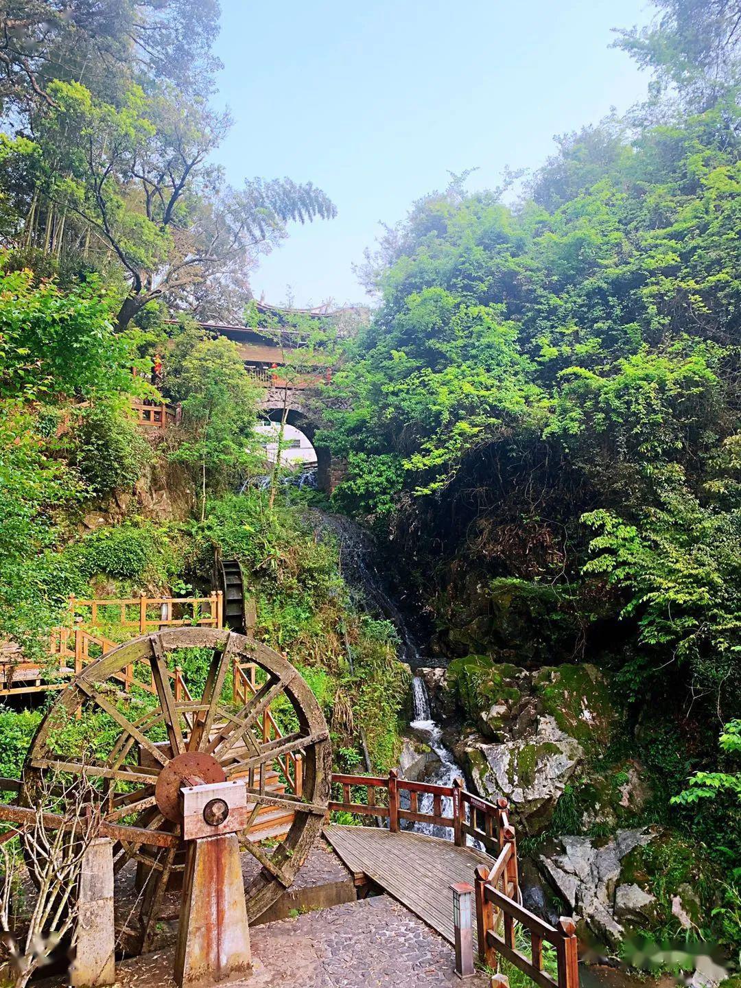 大田大仙峰茶美人景区,diy采茶,制茶;灵动济阳,凤阳堡