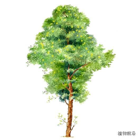 快来认树了101种带名字的手绘植物立面图