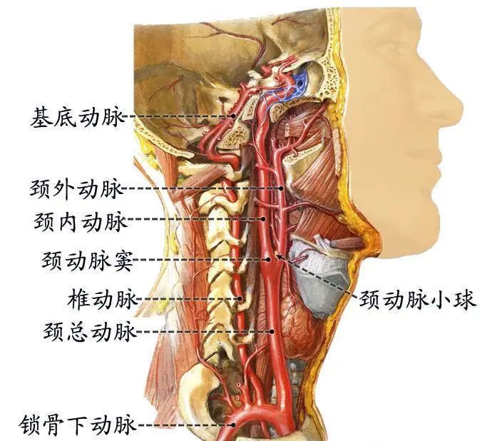 孩子记性不好,多半是颈椎病惹的祸!