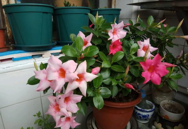 阳台种什么植物好养又漂亮 18c5f04da93546e89a0e59e4d58463a6.jpeg