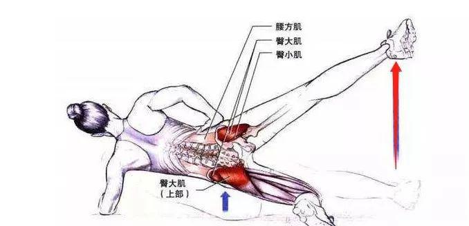 梨状肌激惹阈较低,骨盆和髋关节位置的偏移很容易导致梨状肌张力发生