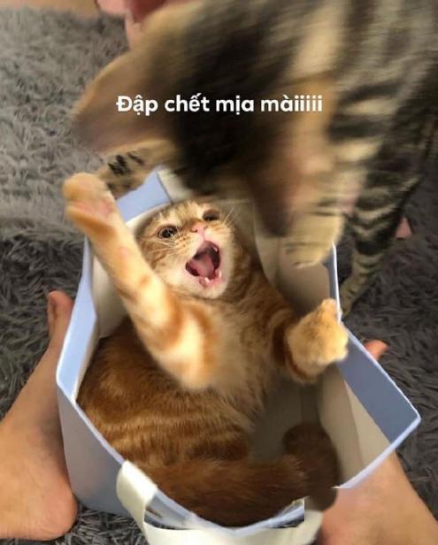 1fe2bc1683fd441ba07fa1eae29bc580.jpeg