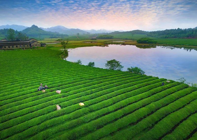 (内附最佳景观茶园及