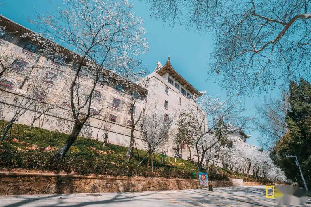 武大樱花久负盛名.武汉大学的樱花于我们而言,蕴着一种力量.