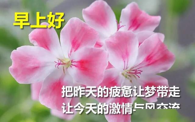 好看唯美的鲜花早上好图片带字,早安图片祝福问候句子