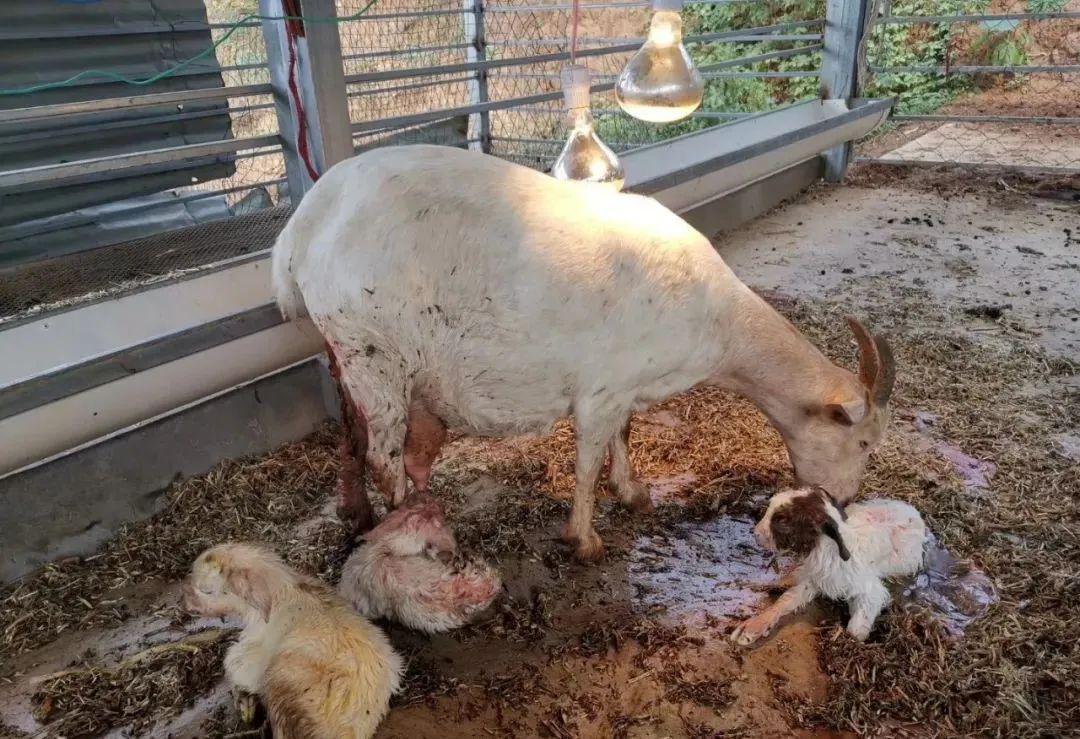 如何加强妊娠母羊的饲养管理,减少死胎弱羔!