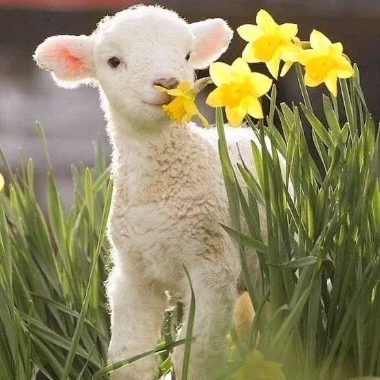 咩呀?咩呀?春天里的小羊也是那么可爱,景色好美丽
