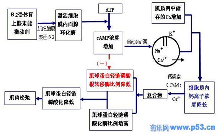 ②根据起效时间和持续时间的不同,可分为短效β2受体激动剂(saba)和