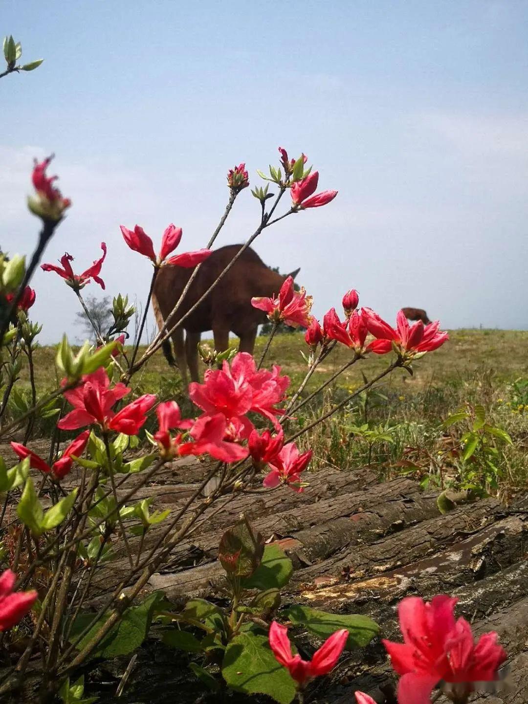 (今日头条)醉美大雷山!杜鹃花开红胜火!