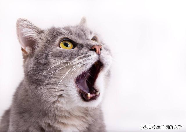 原创猫咪的5个身体语言全都知道的说明你懂它