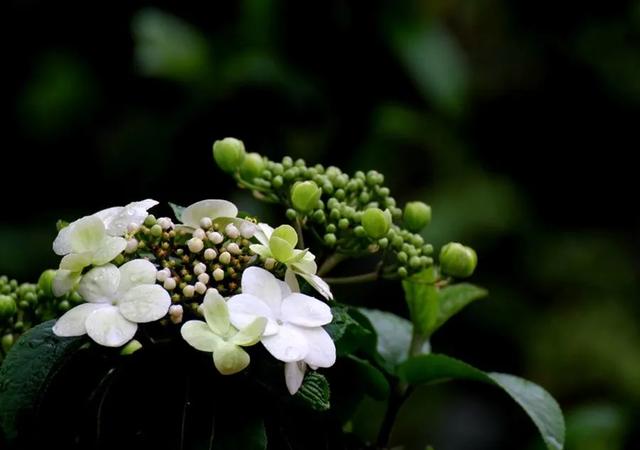 园林植物 | 琼花一树世无双