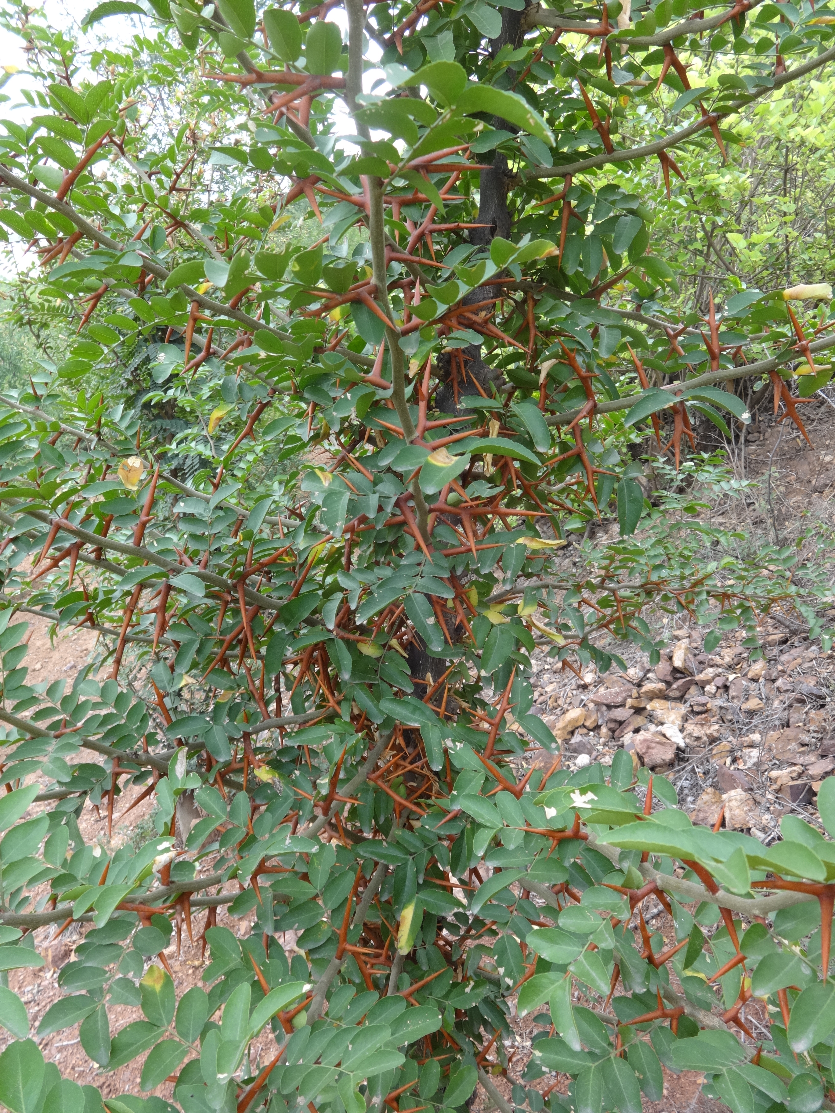 大刺皂荚品种嵩刺1号皂荚良种证嵩刺1号皂荚图片