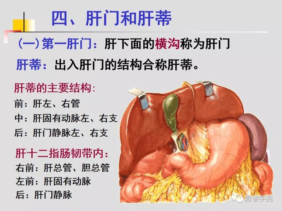 肝脏的血管解剖