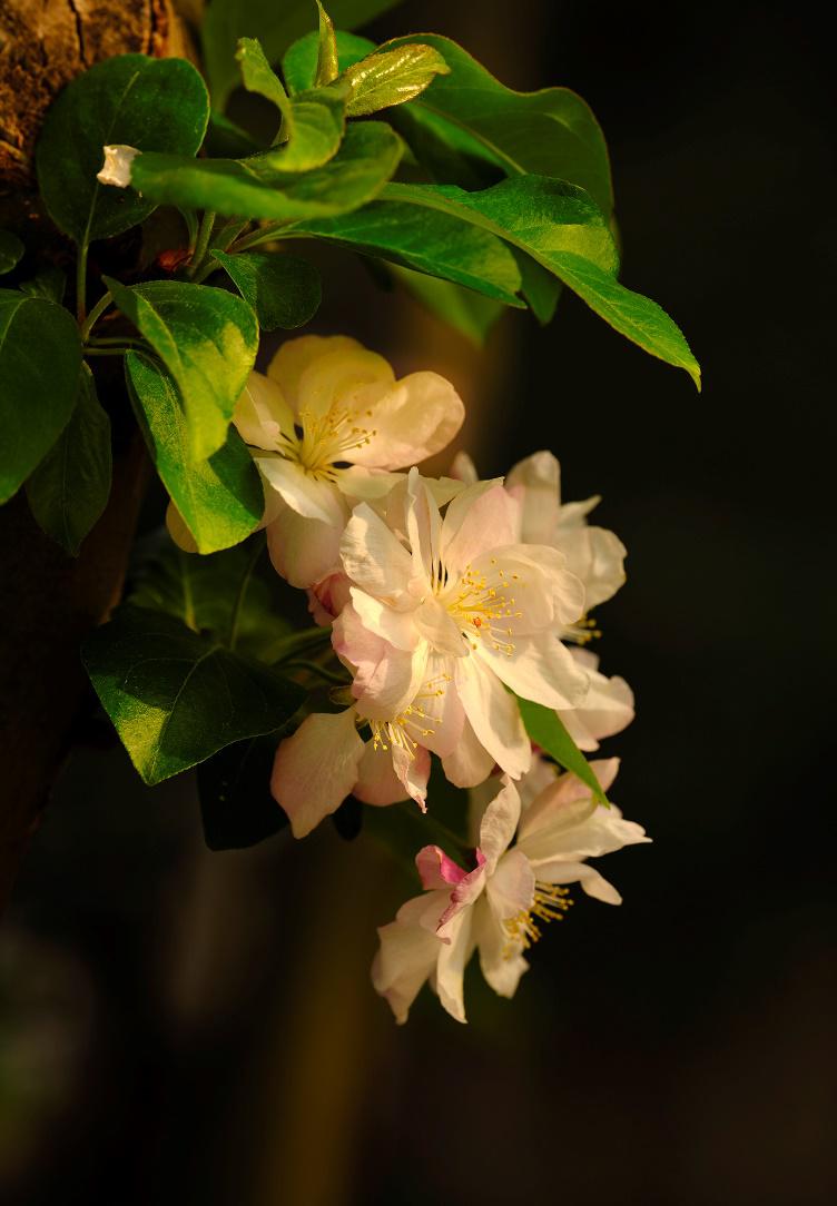 春色几许 海棠花开 名花