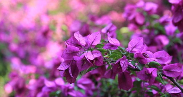 三角梅开花期怎么变艳 418a5ab4eddc41b8b2b6369ce2f1c3c3.jpeg