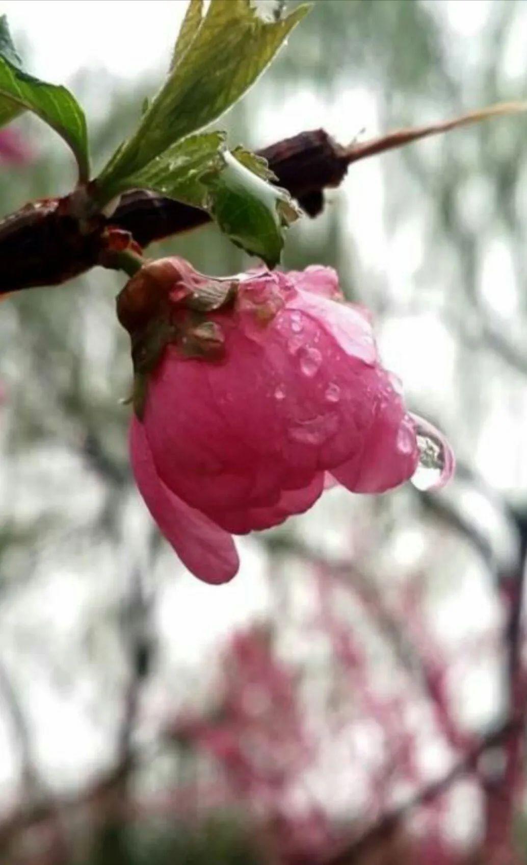 春雨贵如油润物细无声