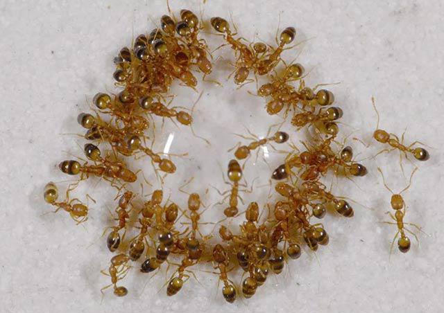 小黄家蚁,是最主要的房间内侵扰蚂蚁种类.