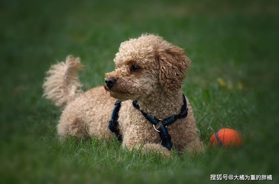 这5种小型犬不宜与孩子相处 吉娃娃也在其中 你家狗好相处吗 博美