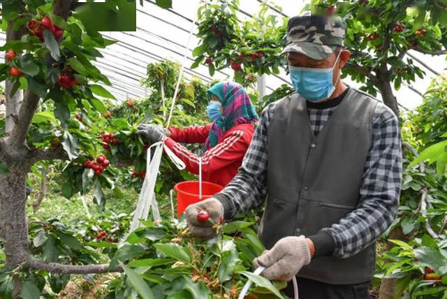 4月15日,在丰镇市爱优农场的温室大棚里,工人采摘樱桃.