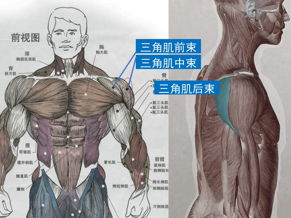 (1)增加肩膀宽度最重要的肌肉,三角肌.