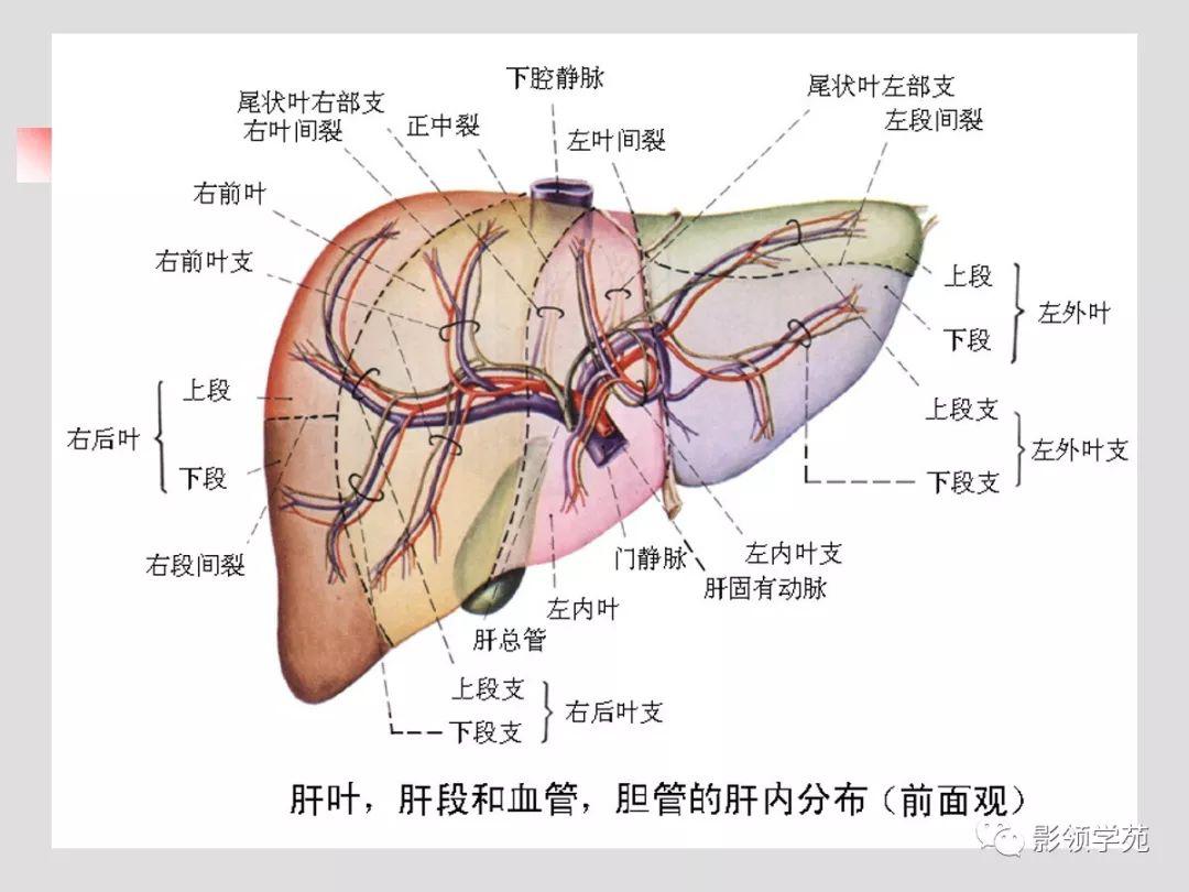 肝脏的血管解剖