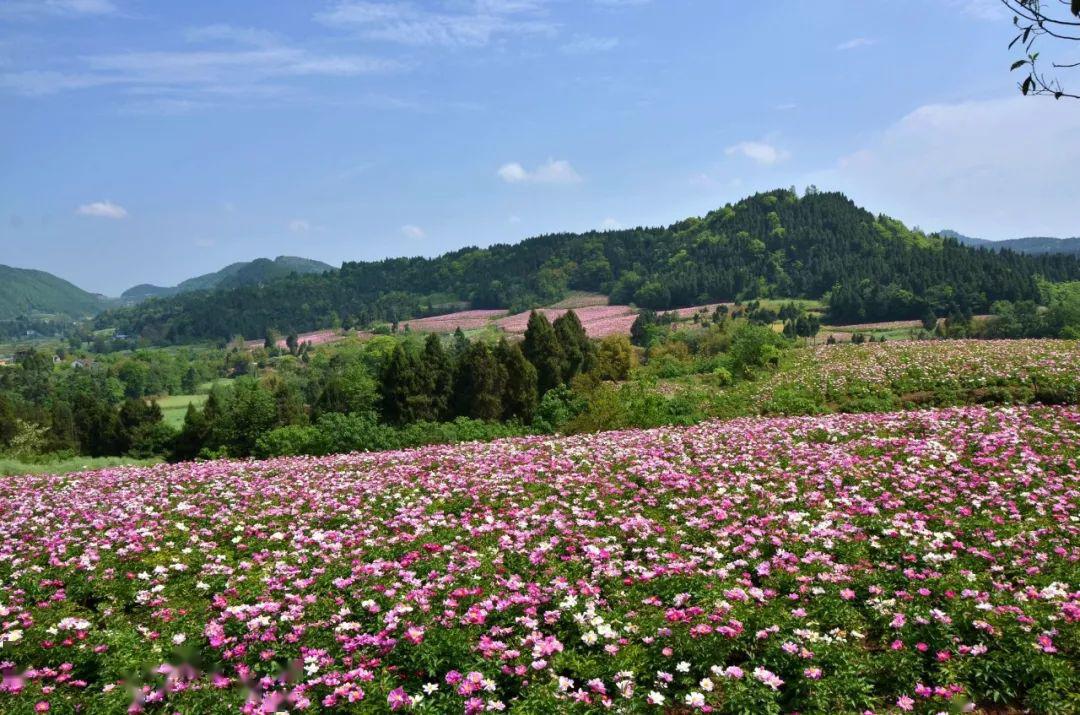 石垭子村芍药谷 /中江的芍药观赏难度系数也不高,属于环线休闲徒步