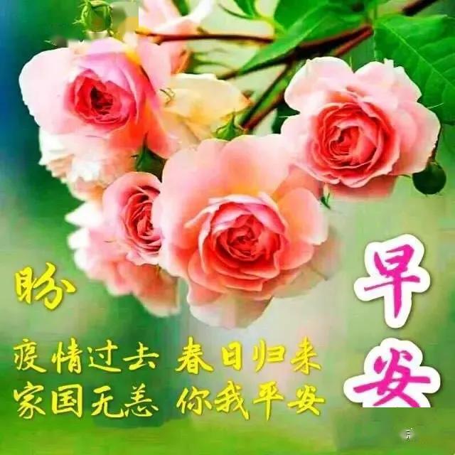 2020最新早上好鲜花唯美动态祝福图片新版微信早安问候语精选