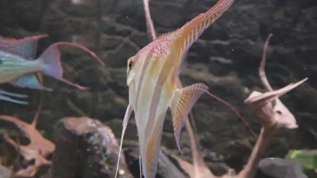 水族生物马纳卡普鲁红背埃及或伊莎贝尔红背埃及叫法的纠正