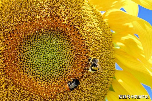 葵花籽是向日葵的种子吗葵花籽一般什么时候成熟