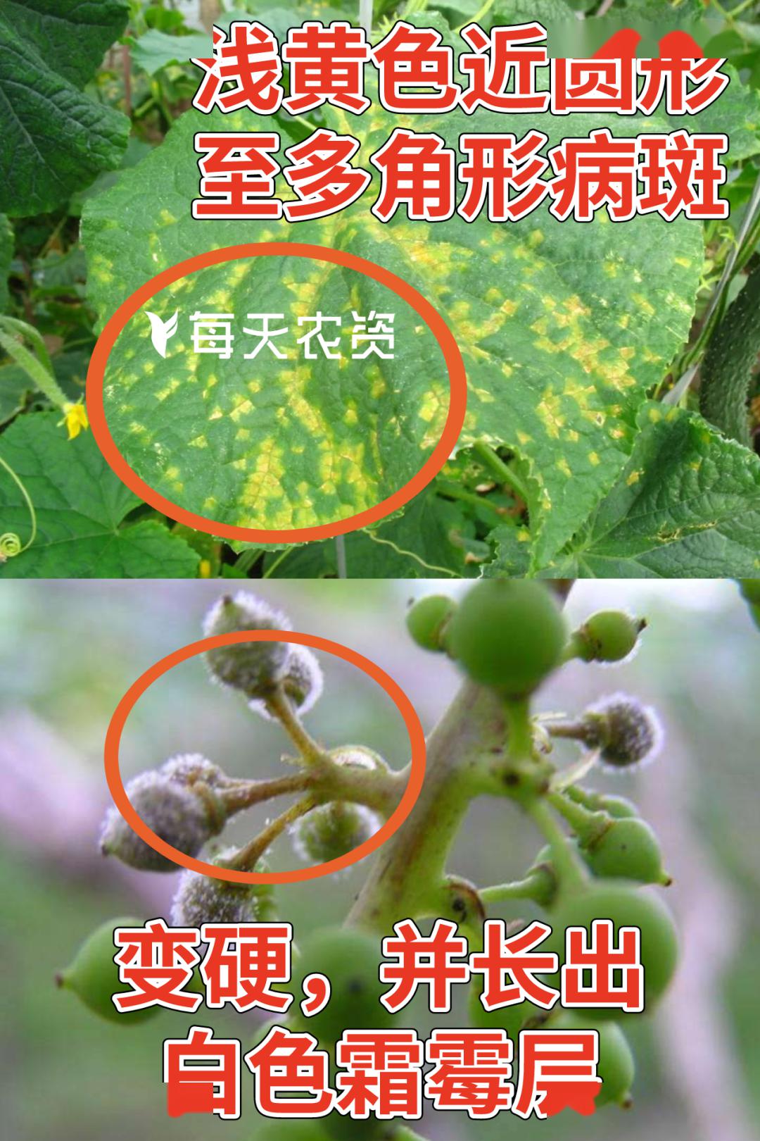 针对霜霉病,推荐防治药剂