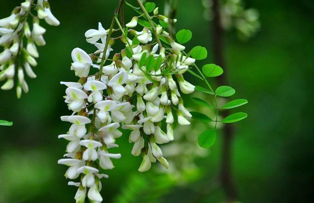 沙参什么季节去挖 6fba4c6b7c34452caf664f85b3b70e07.jpeg