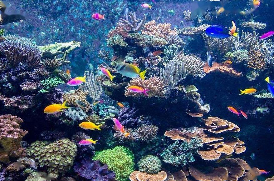 海南这个海洋牧场竟建在陆地上就在万宁