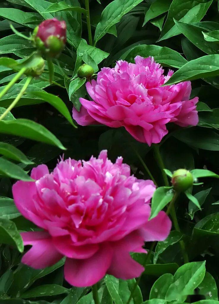 从气质上就能区分开来就像它们的美称 花王 和 花相牡丹雍容华贵 芍药