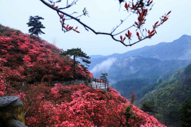 原创我和武汉有个约会:带着口罩游黄陂,又见云雾山里杜鹃红