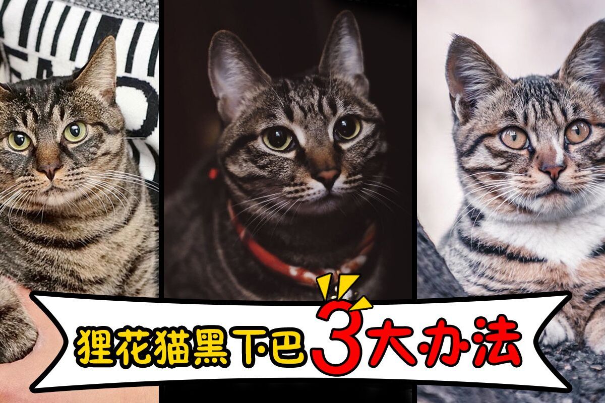 狸花猫有黑下巴怎么办?