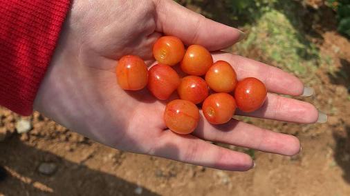 樱桃琥珀番外 8718fc53fbda4ab5809001f368205554.jpeg