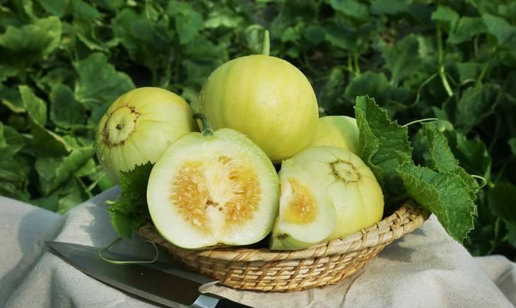 怎么种香瓜又脆又好吃 9097c92235e04850b6b09a68a1c545af.jpeg