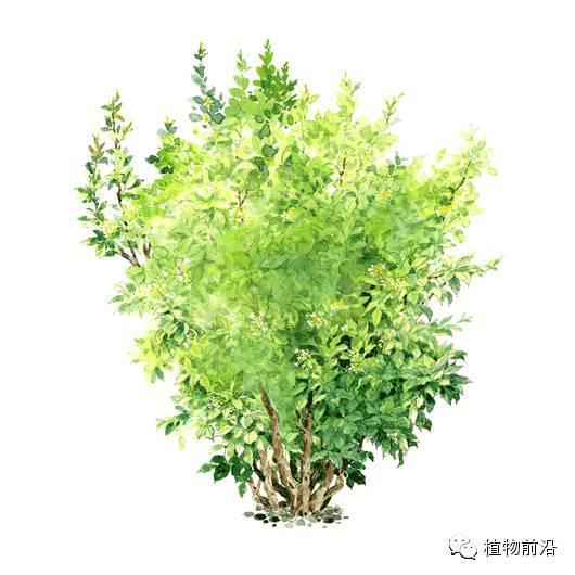 快来认树了101种带名字的手绘植物立面图