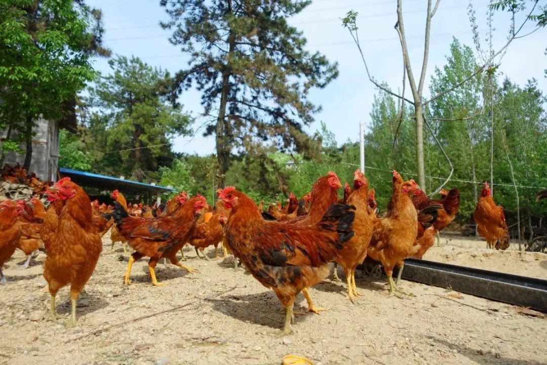 什么办法不让鸡叫 955cb4bd69684c24a68509175bf7b47c.jpeg